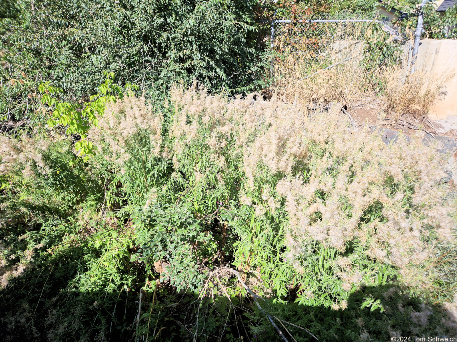 Onagraceae Epilobium hirsutum