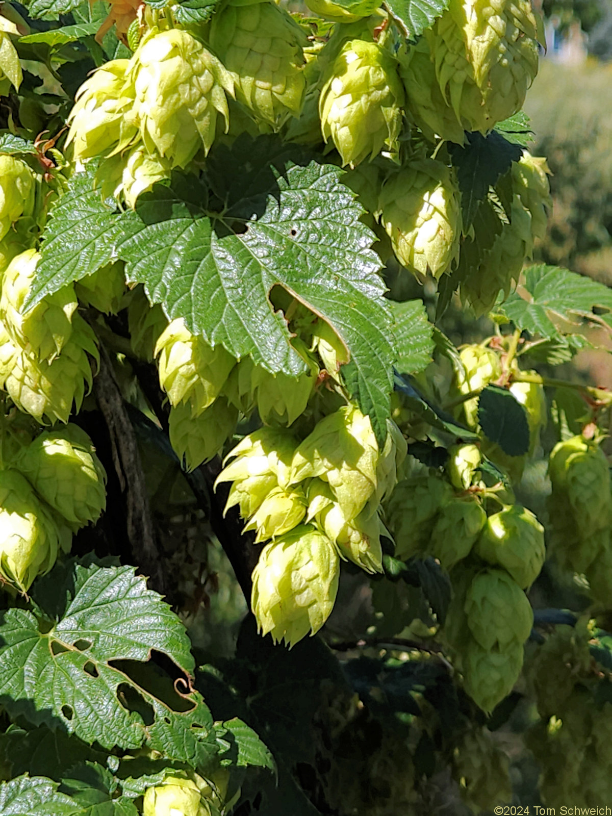 Cannabaceae Humulus neomexicanus