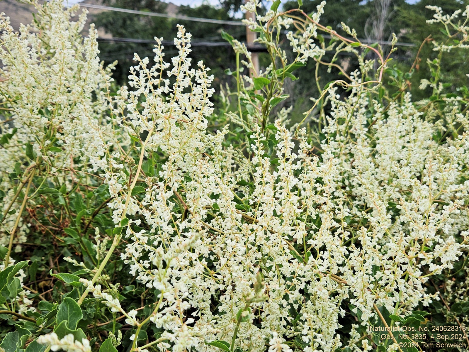 Polygonaceae Fallopia baldschuanica