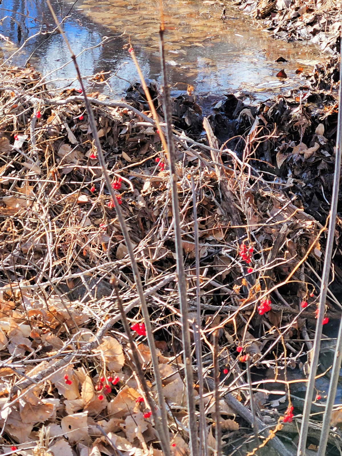 Solanaceae Lycium sp.