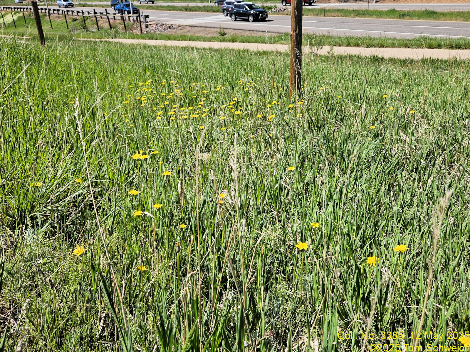 Asteraceae Agoseris glauca