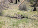Full Size Image