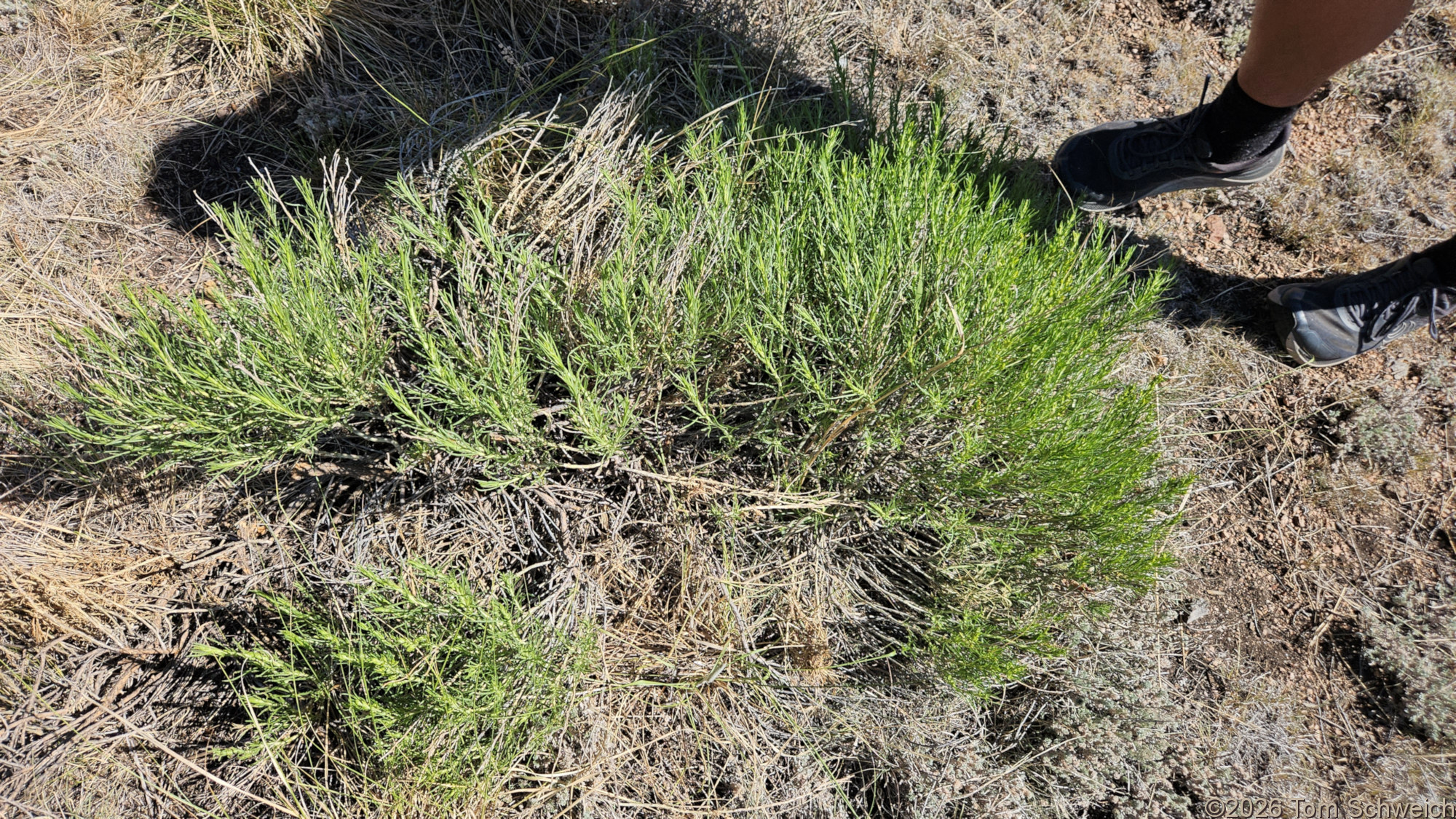 Asteraceae, Ericameria parryi affinis