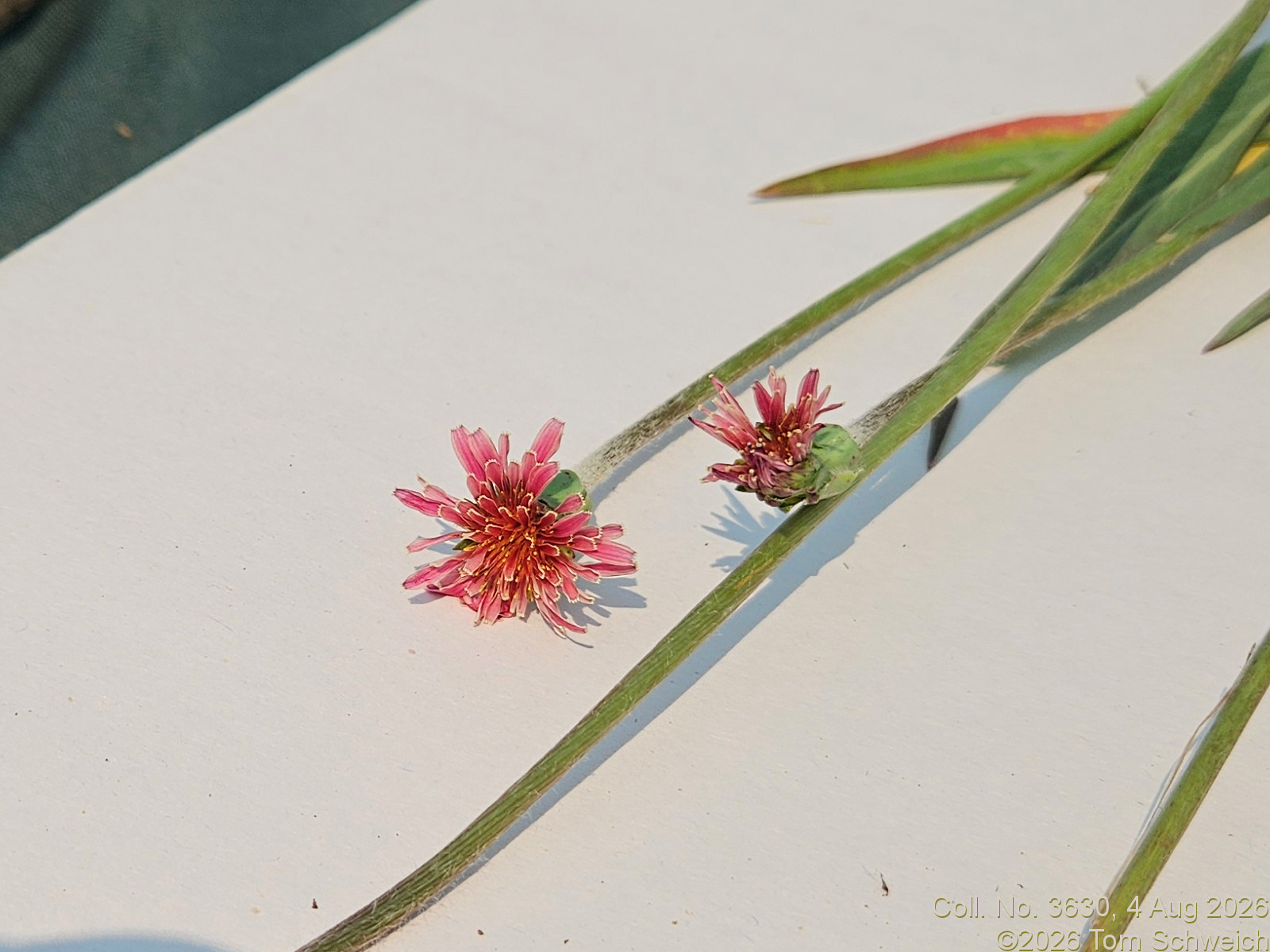 Asteraceae, Agoseris aurantica