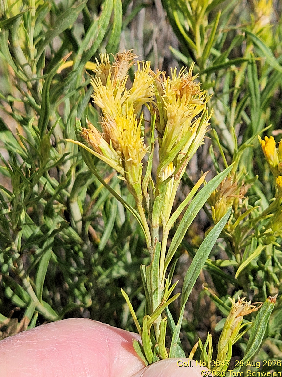 Asteraceae, Ericameria parryi parryi