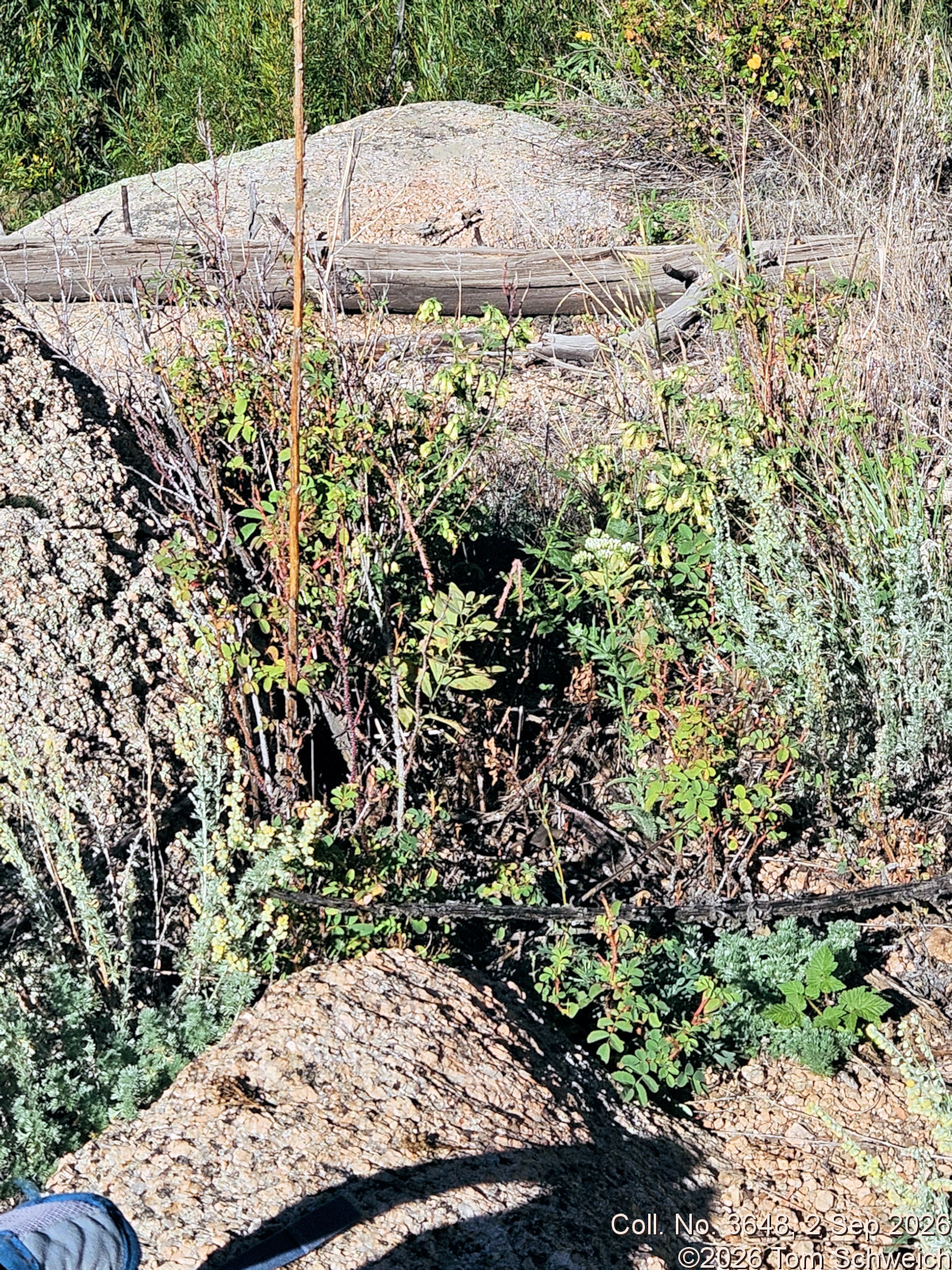 Asteraceae, Brickellia grandiflora