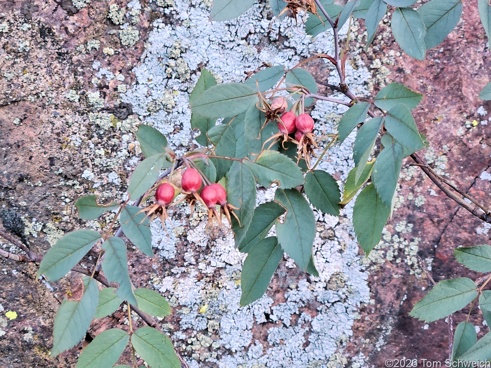 Rosaceae, Rosa glauca