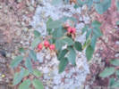 Full Size Image