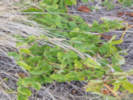 Full Size Image