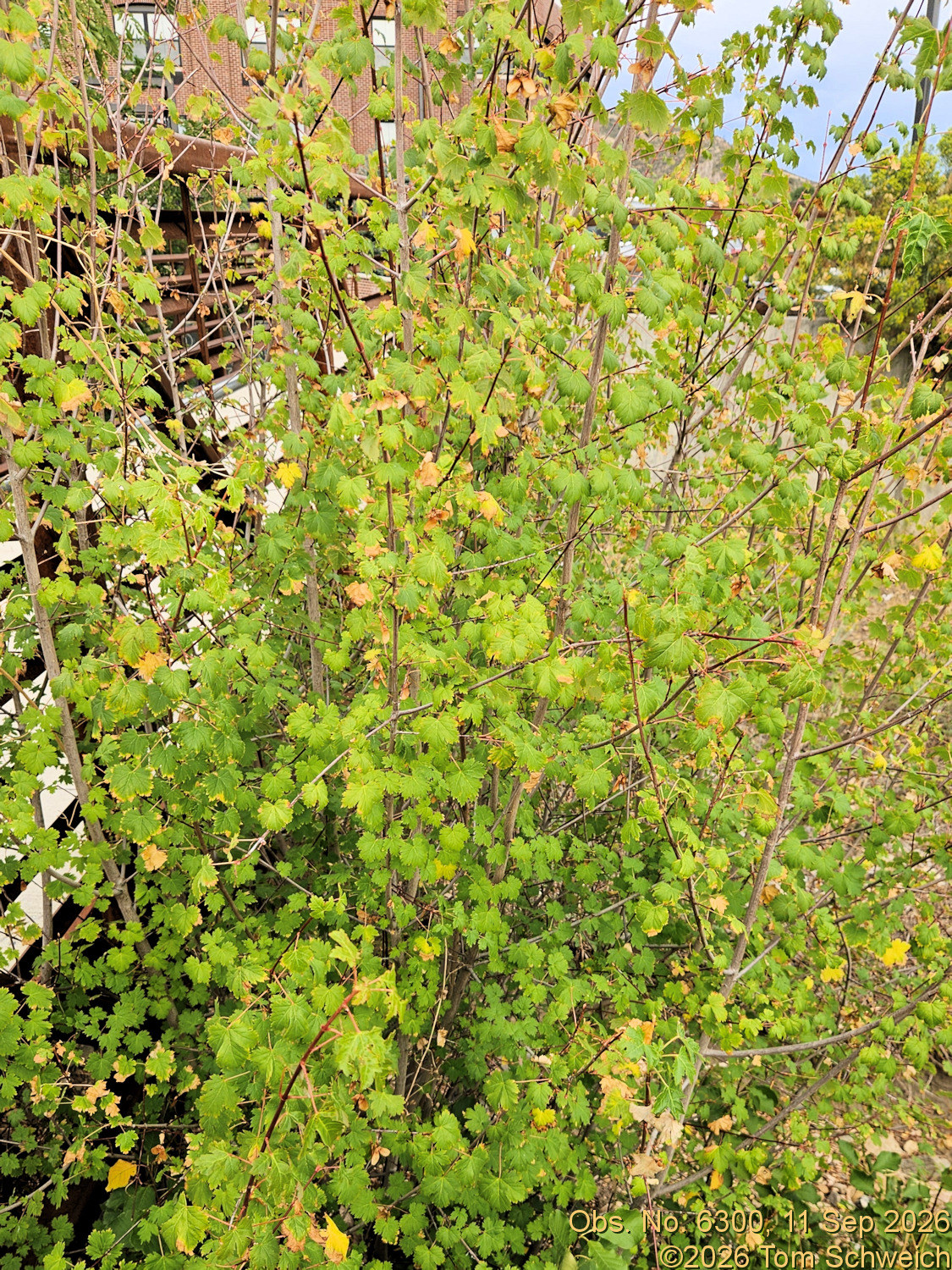 Sapinadaceae, Acer glabrum glabrum
