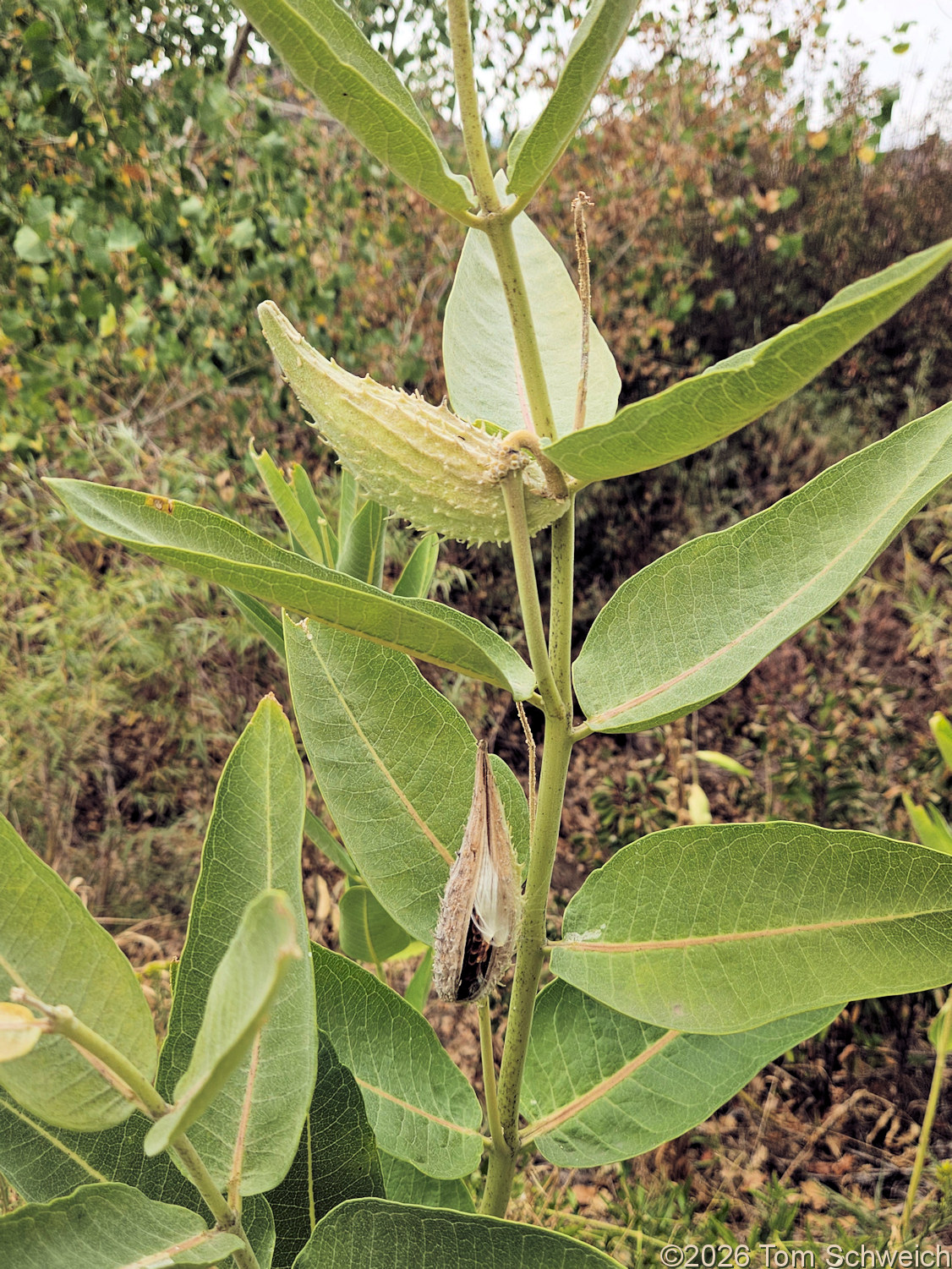 Asclepiadaceae, Asclepias speciosa