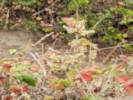 Full Size Image