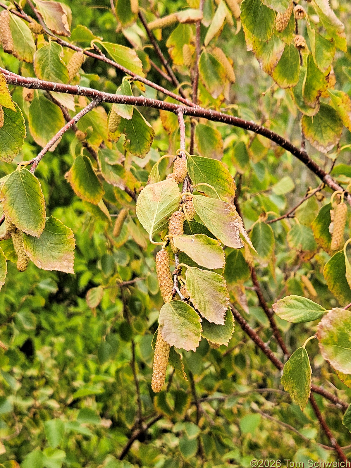Betulaceae, Betula occidentalis