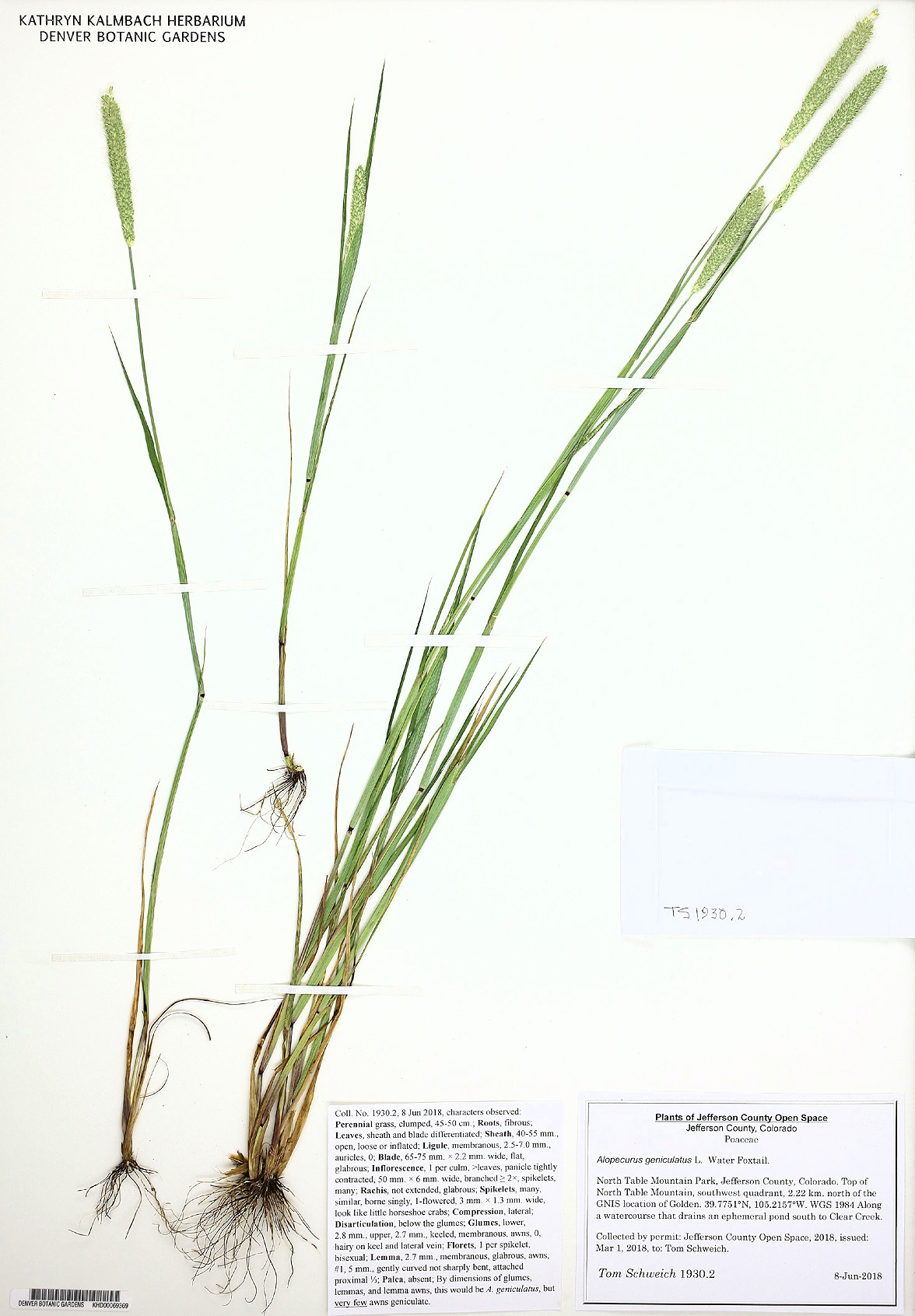 Poaceae Alopecurus geniculatus