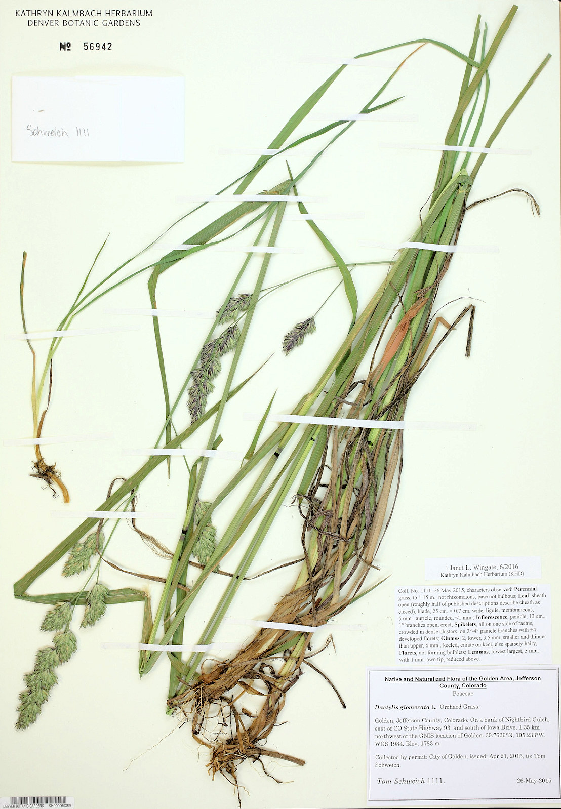 Poaceae Dactylis glomerata
