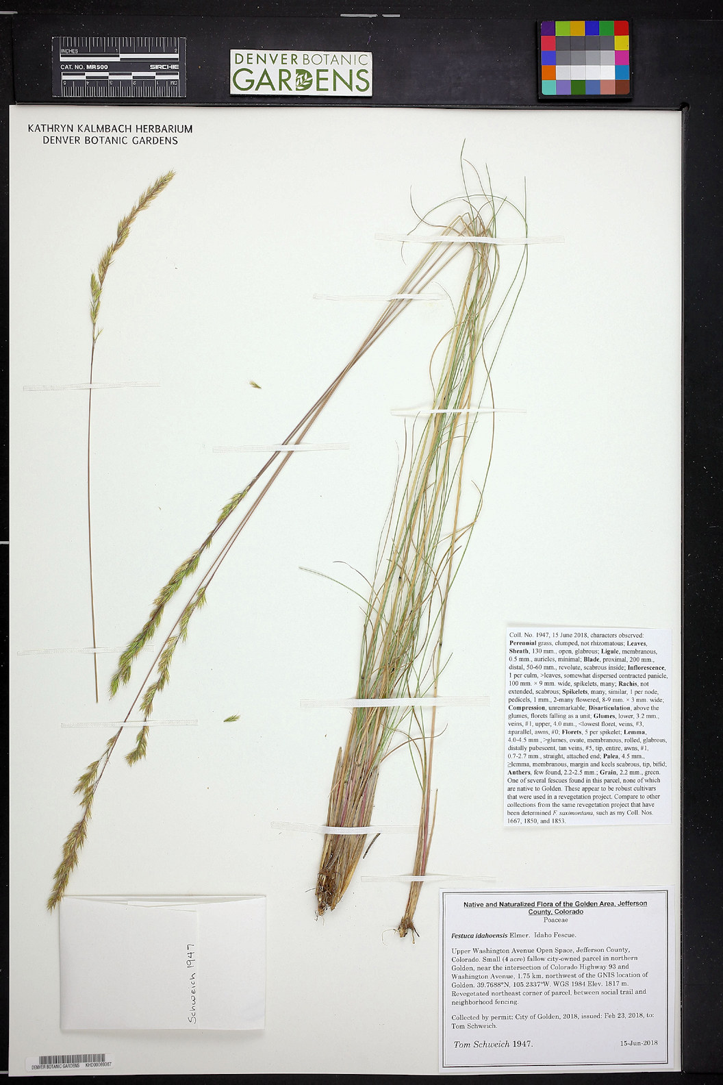 Poaceae Festuca idahoensis