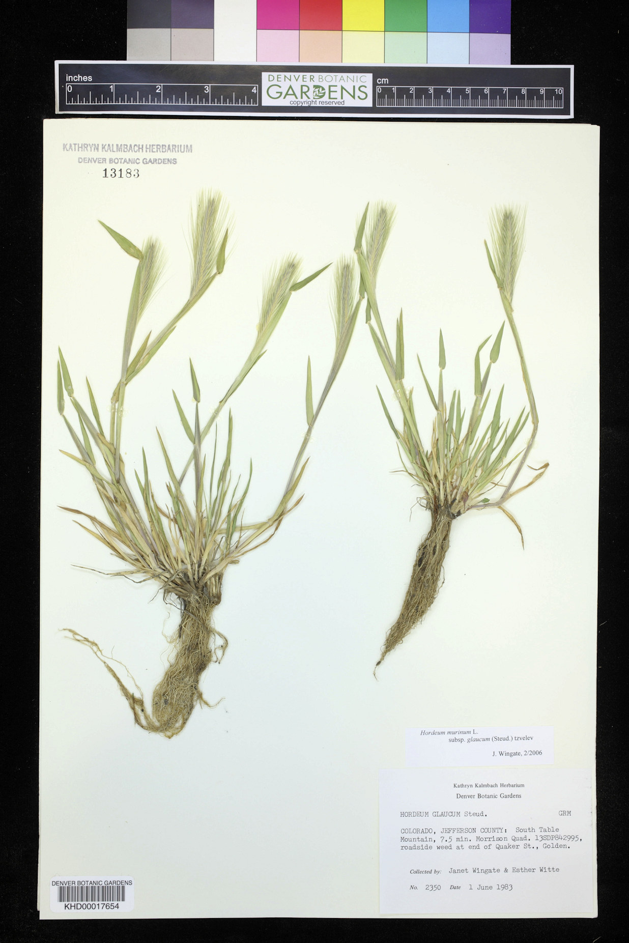 Poaceae Hordeum murinum