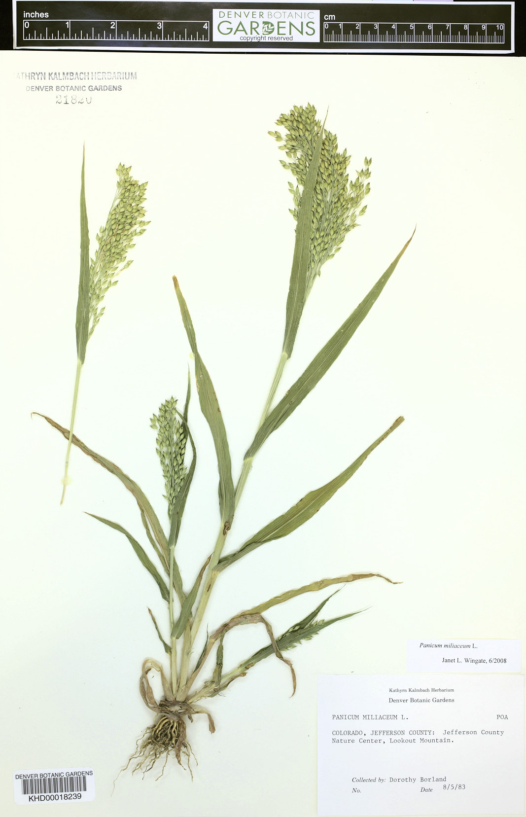 Poaceae Panicum miliaceum