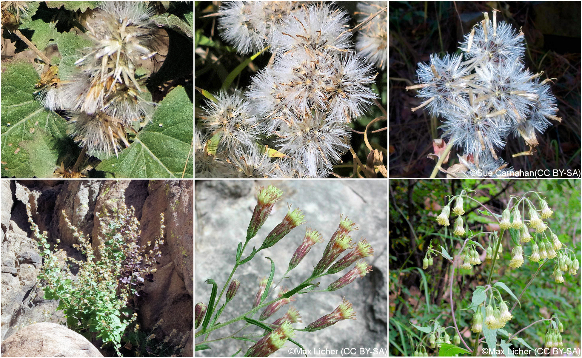 Asteraceae Brickellia