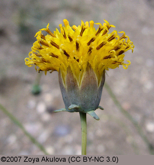 Asteraceae Thelesperma megapotamicum