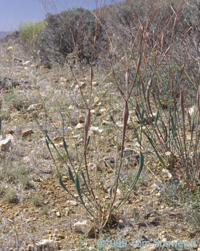 <I>Eriogonum inflatum</I>