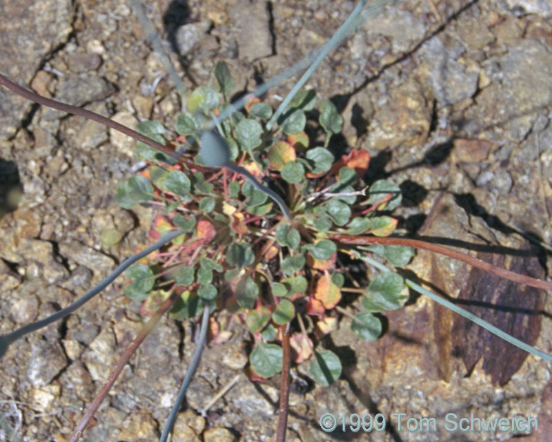 <I>Eriogonum inflatum</I>