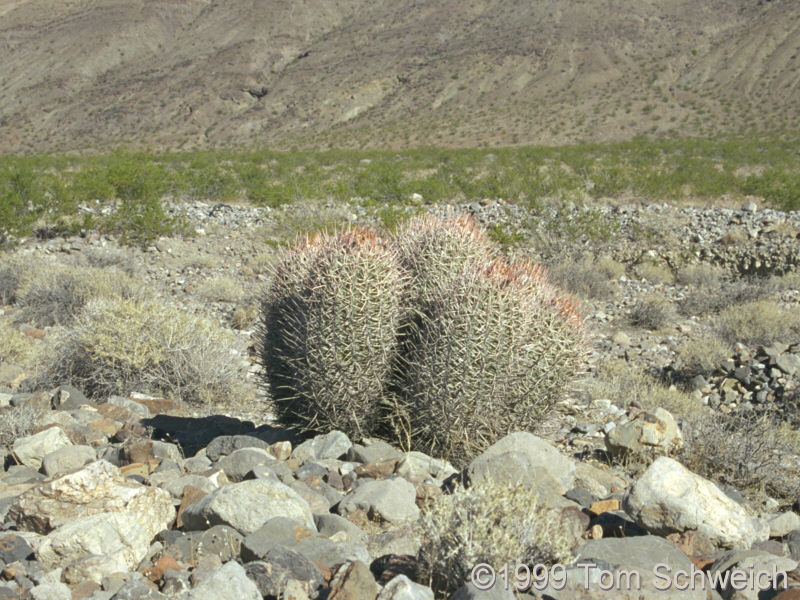 <I>Ferocactus polycephalus</I> along Racetrack Valley Road.