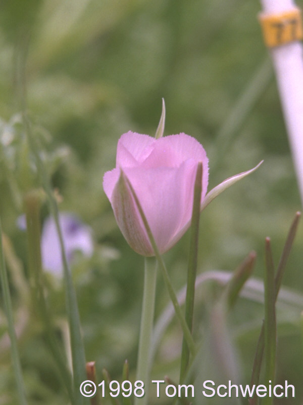 <I>Calochortus longebarbatus</I>