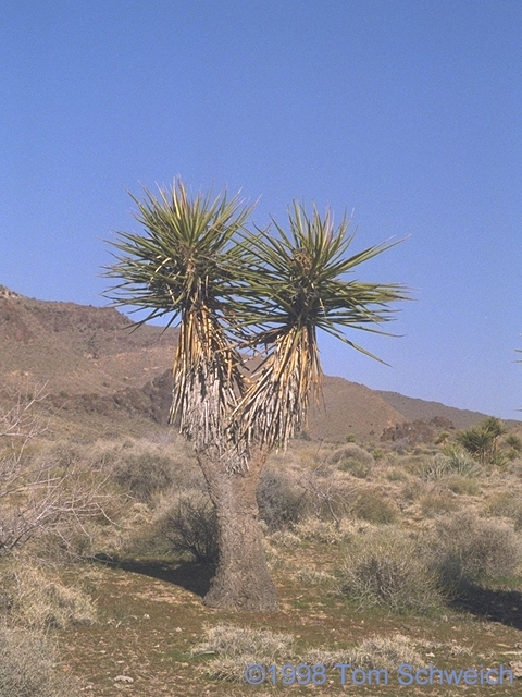 Mohave Yucca (<i>Yucca schidigera</i>) in lower Wild Horse Canyon.