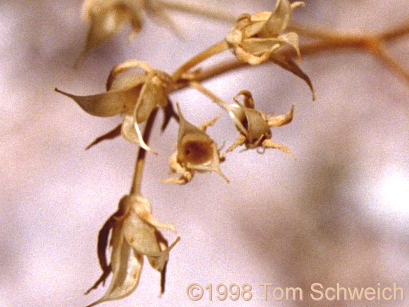 Open seed capsules of <I>Frasera albomarginata</I>.