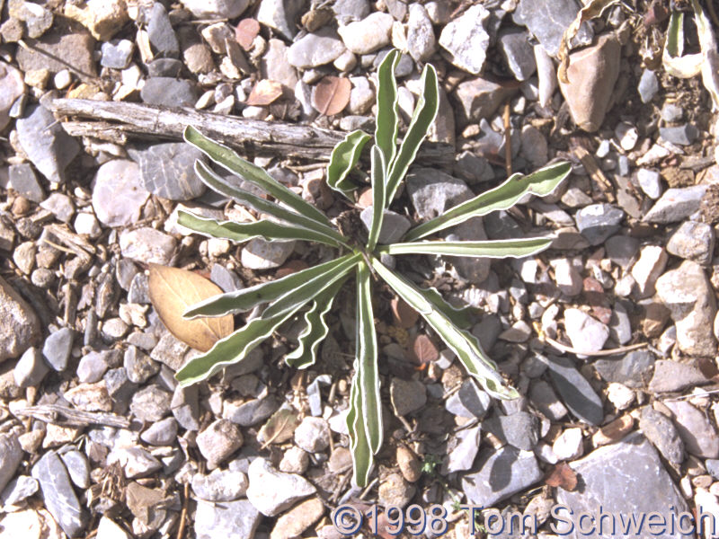 <I>Frasera albomarginata</I> growing in old gravel road near the Deer Creek Highway.