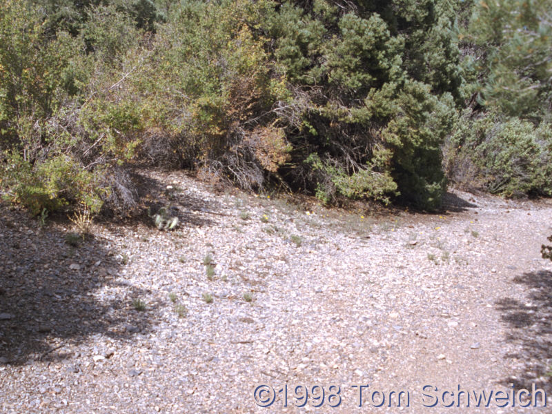 Habitat for <I>Frasera albomarginata</I> along NV SR 158 -- Deer Creek Highway.