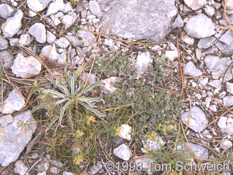 <I>Frasera albomarginata</I> with Rock Spiraea (<I>Petrophyton</I> sp.).