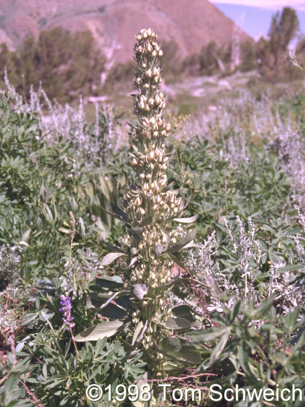 <I>Frasera speciosa</I> at Carson Pass, California.