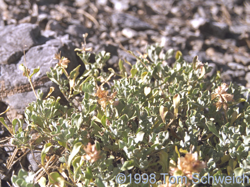 <I>Salvia dorrii</I> at the 9,000 foot level in the Spring Mountains