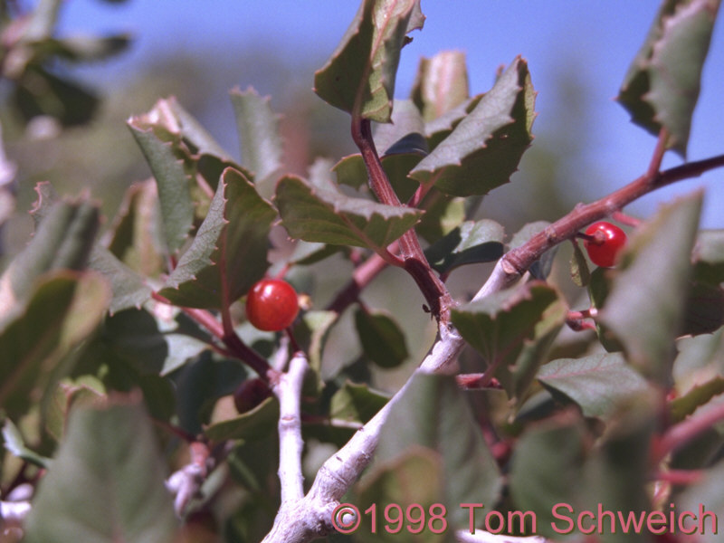 <I>Rhamnus ilicifolia</I> on the north face of Wild Horse Mesa.