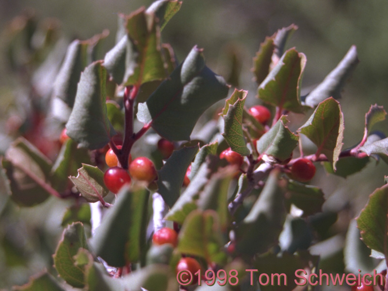 Holly-Leaved Redberry (<I>Rhamnus ilicifolia</I>) on the north face of Wild Horse Mesa.