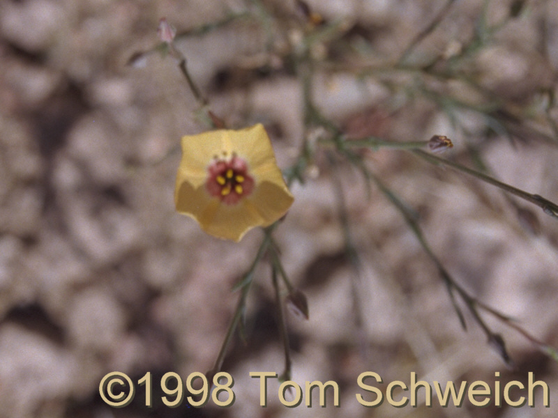 Hairy Flax at Pinto Mountain