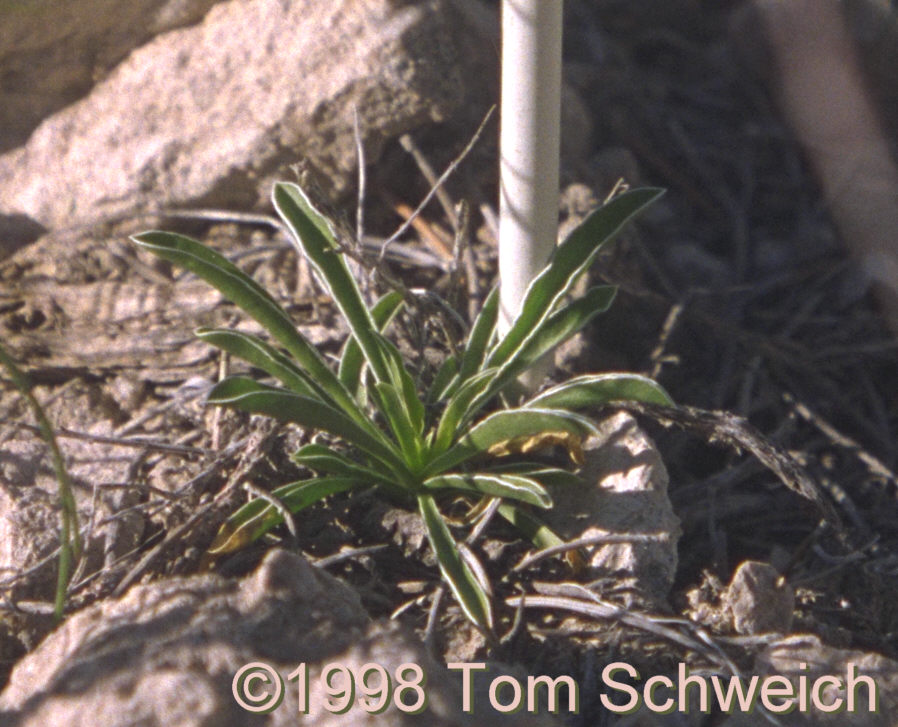 A small <I>F. albomarginata</I> plant at Pinto Mountain.