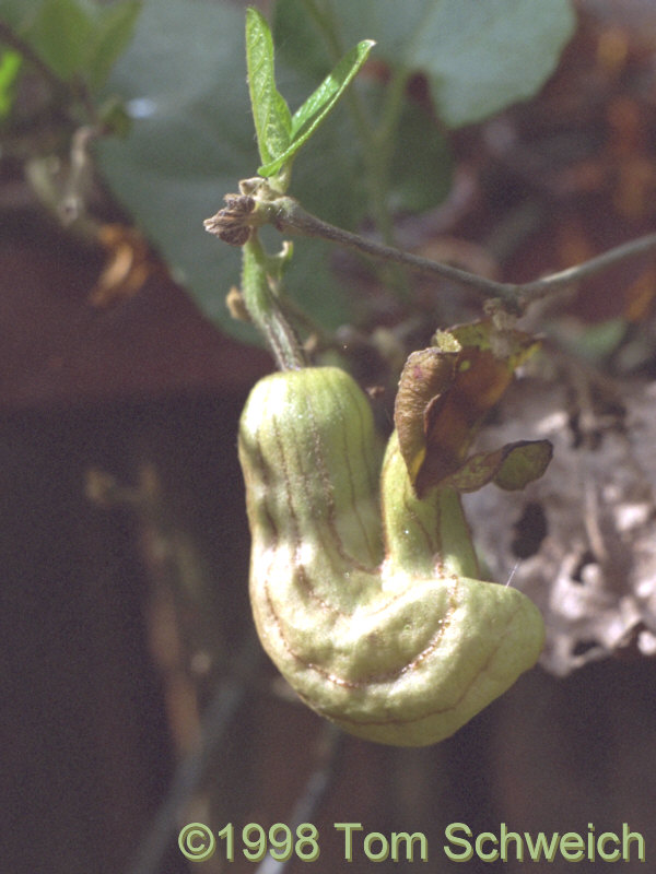 California Pipevine, Aristolochia californica, Alameda, California