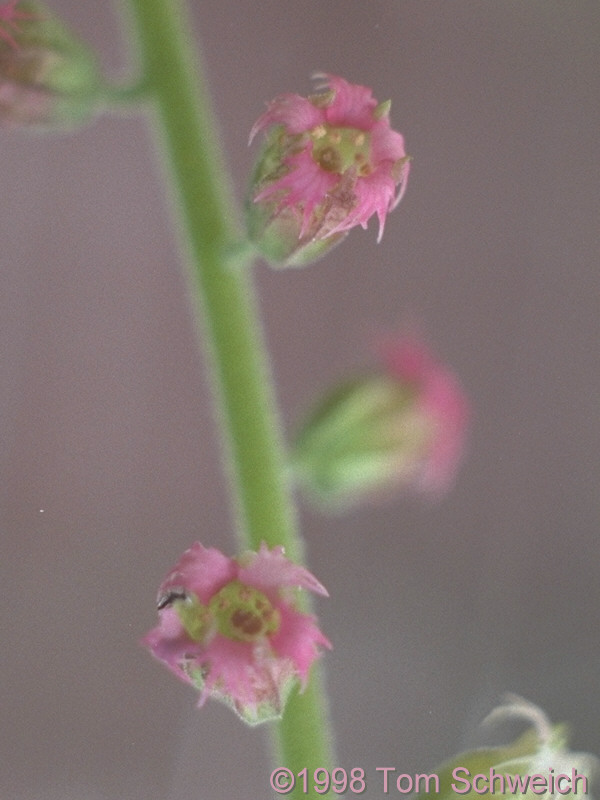 Saxifragaceae Tellima grandiflora