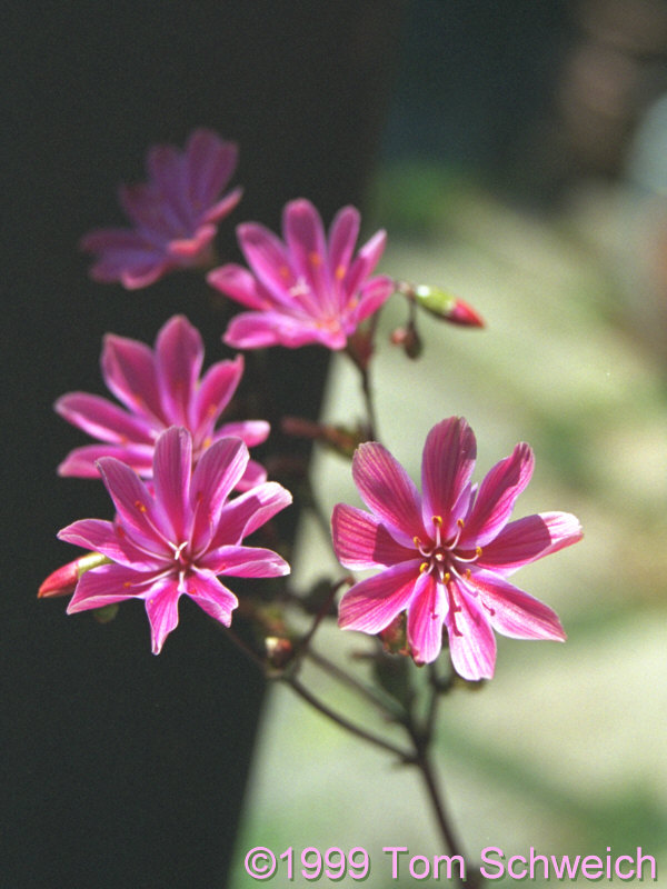 <I>Lewisia cotyledon</I> in my garden in Alameda.