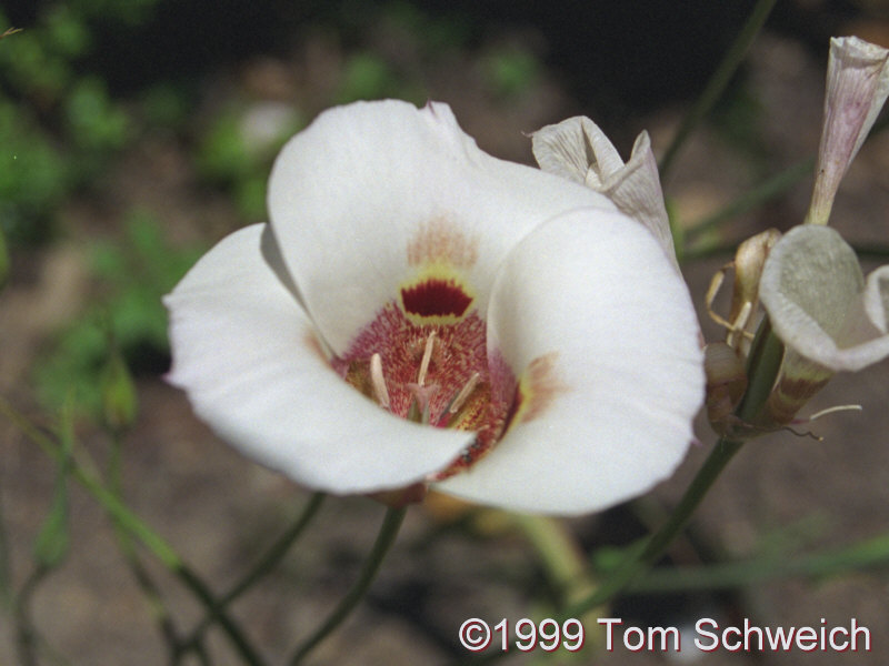 <I>Calochortus superbus</i>