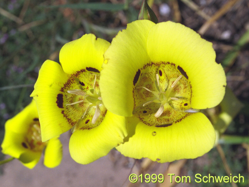 <I>Calochortus luteus</I>