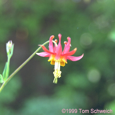 Western columbine (<I>Aquilegia formosa</I>) growing in my garden.