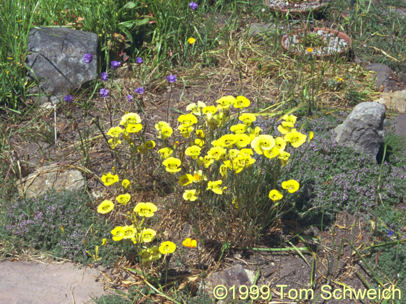 <I>Calochortus luteus</I> in my garden.