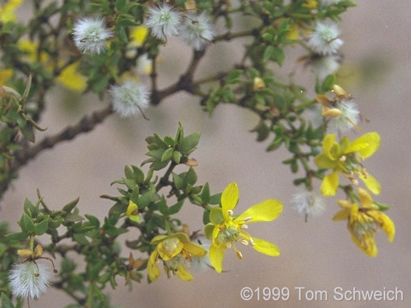 <I>Larrea tridentata</I> 