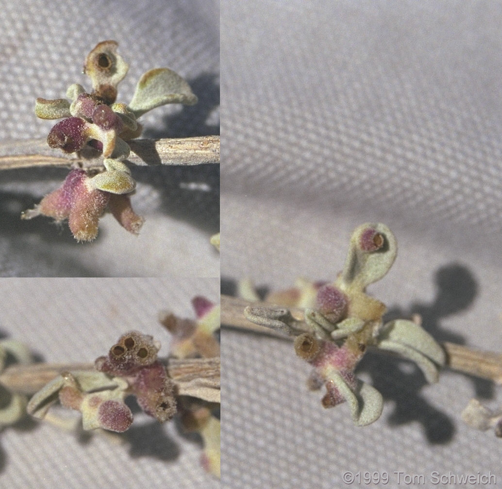 Insect galls(?) on <I>Salvia dorrii</I> leaves.
