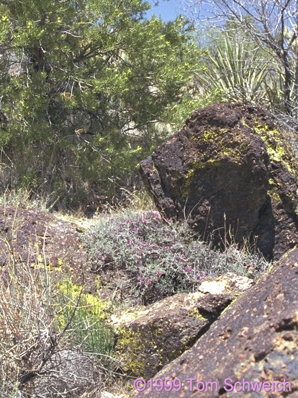 <I>Krameria erecta</I> near Lobo Point.