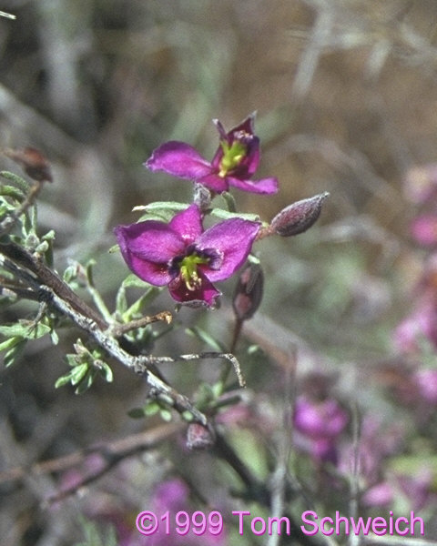 Close-up of <I>Krameria erecta</I> flower.